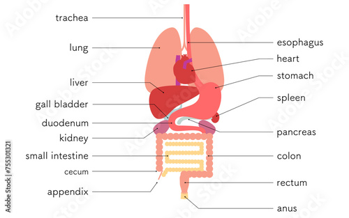 Illustration of the structure of the human body, internal organs (organs) only