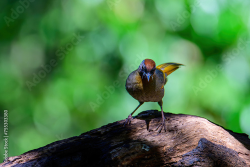 Silver-eared Laughingthrush(Trochalopteron melanostigma) foraging and pery live in nature. photo