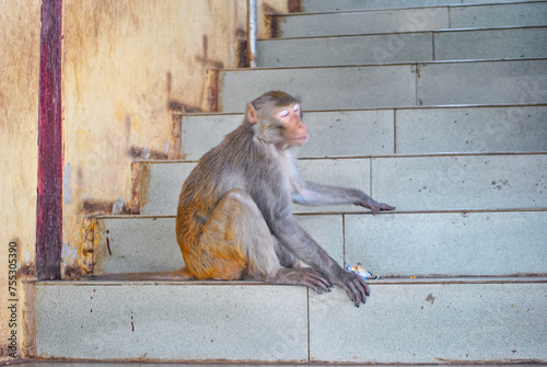 The monkey is sitting on the stair steps