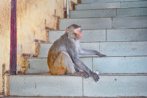 Photography The monkey is sitting on the stair steps