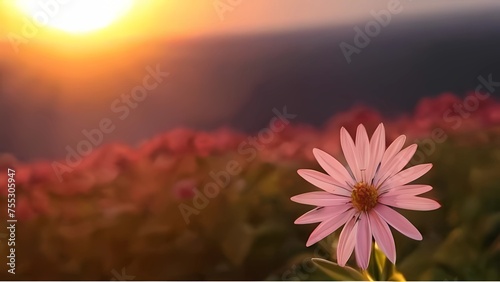 cosmos flowers