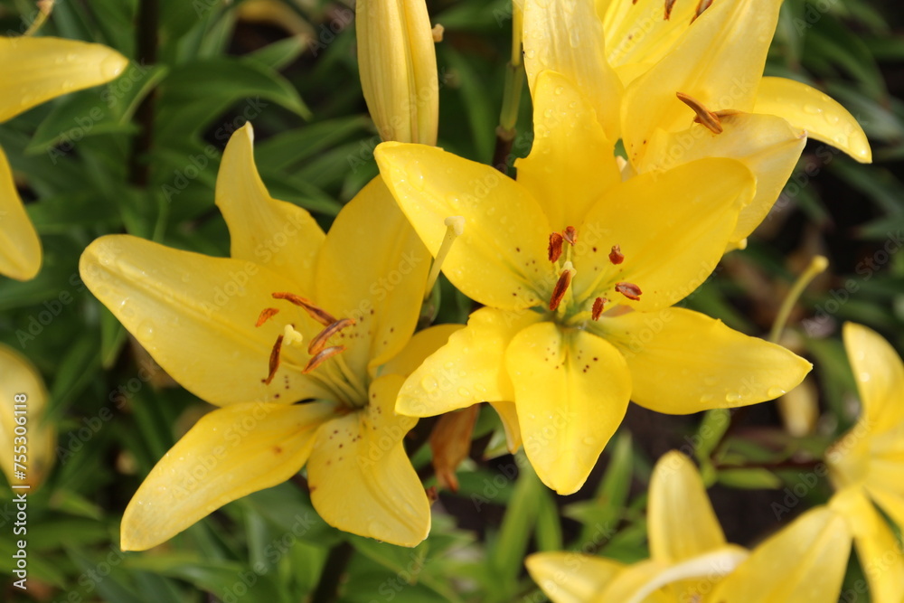 yellow lily in the garden, U of A Botanic Gardens, Devon, Alberta yellow lily in the garden, U of A Botanic Gardens, Devon, Alberta