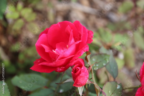 red rose in garden