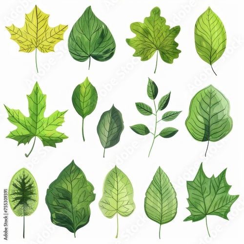 Clipart illustration with various leaves. on a white background © wpw