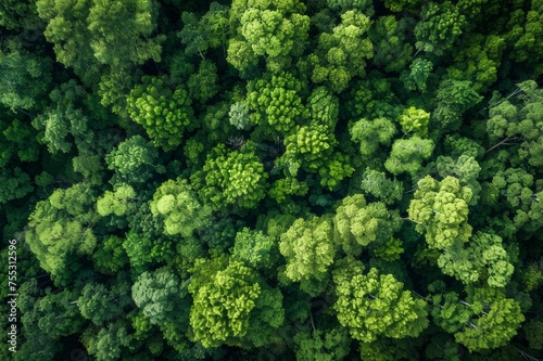 Lush shade trees aerial view summer