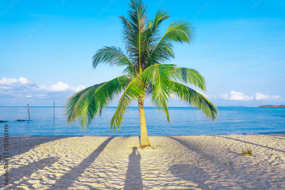 Beach and coconut trees on the island
