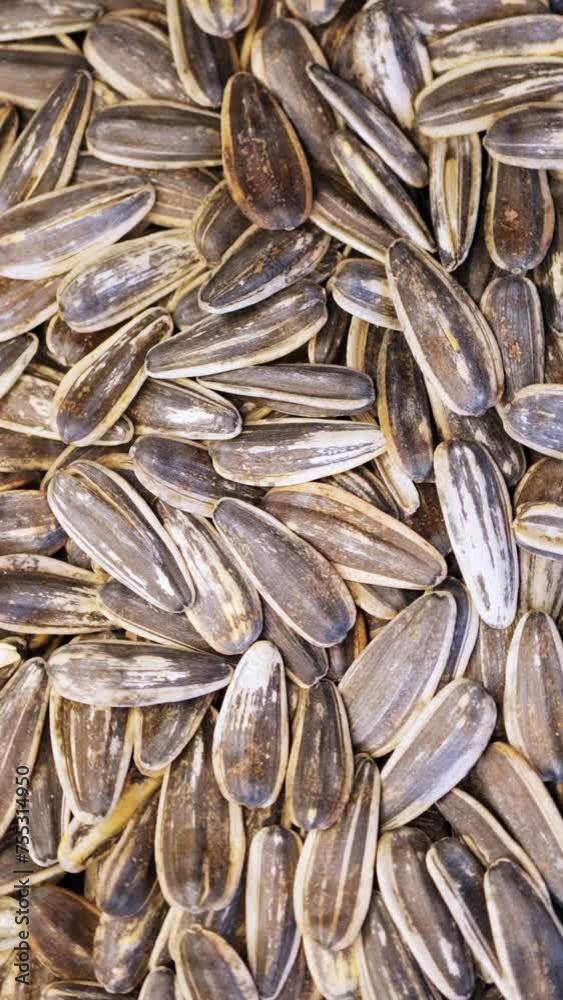 Sunflower seeds rotate in close-up. Dried sunflower seeds. Macro. Vertical video for shorts. Sunflower seeds rotate in close-up. Dried sunflower seeds. Macro. Vertical video for shorts.