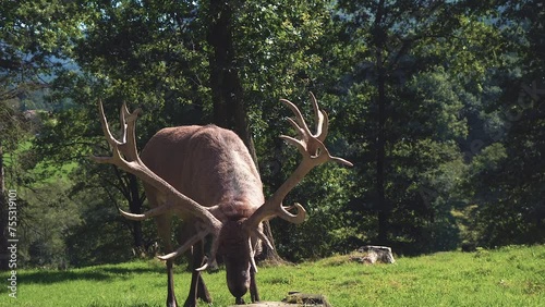 A large male Spanish Red Deer with large antlers eating in the sun in the Basque county mountain region. photo