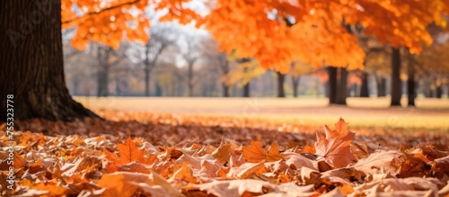 Autumn has arrived, covering the park in a blanket of orange oak leaves. The ground is littered with fallen foliage, creating a picturesque scene.