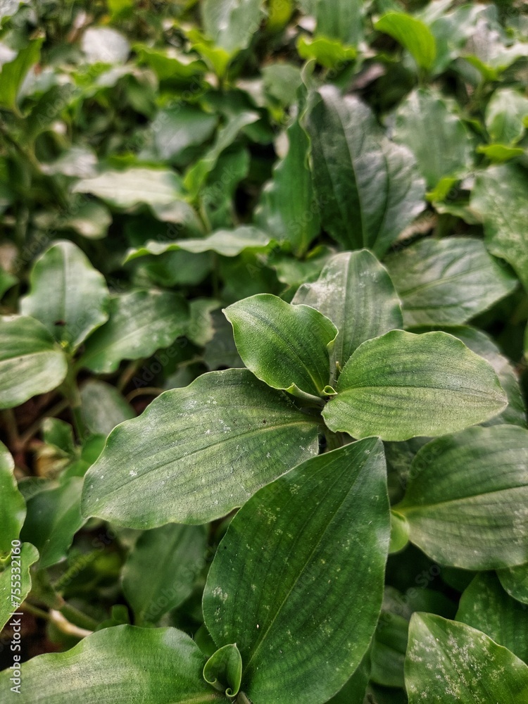 Tradescantia fluminensis is a species of spiderwort native to South America. It is one of several plants known by the common name wandering Jew.
Tradescantia fluminensis is a species of spiderwort native to South America. It is one of several plants known by the common name wandering Jew.
