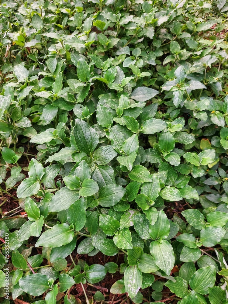Tradescantia fluminensis is a species of spiderwort native to South America. It is one of several plants known by the common name wandering Jew.
Tradescantia fluminensis is a species of spiderwort native to South America. It is one of several plants known by the common name wandering Jew.