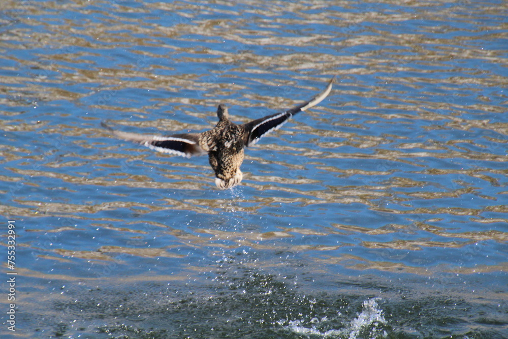 Mallard Taking To The Sky, Gold Bar Park, Edmonton, Alberta Mallard Taking To The Sky, Gold Bar Park, Edmonton, Alberta