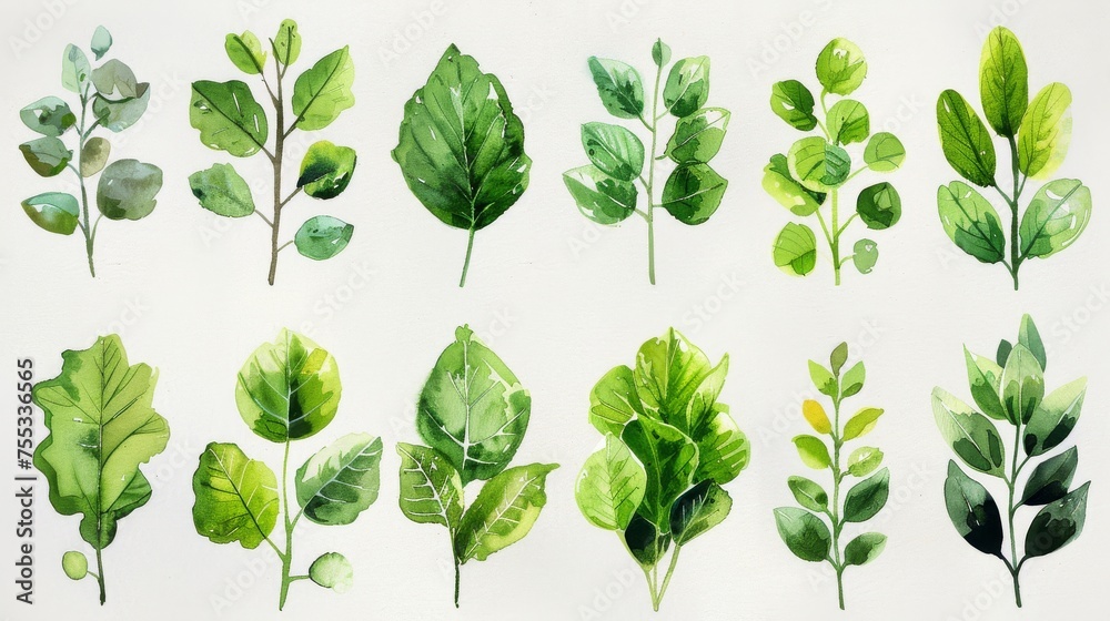 Leaves, flowers, plants, botany, beautiful, watercolor, white background.