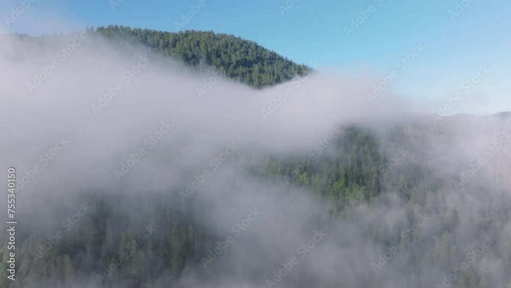 Overhead shot of treetops popping out over thick fog in Redwood National and State Parks, California, USA. Big cloud formations covered green mountains on sunny day. Fir tree forest in morning mist Overhead shot of treetops popping out over thick fog in Redwood National and State Parks, California, USA. Big cloud formations covered green mountains on sunny day. Fir tree forest in morning mist