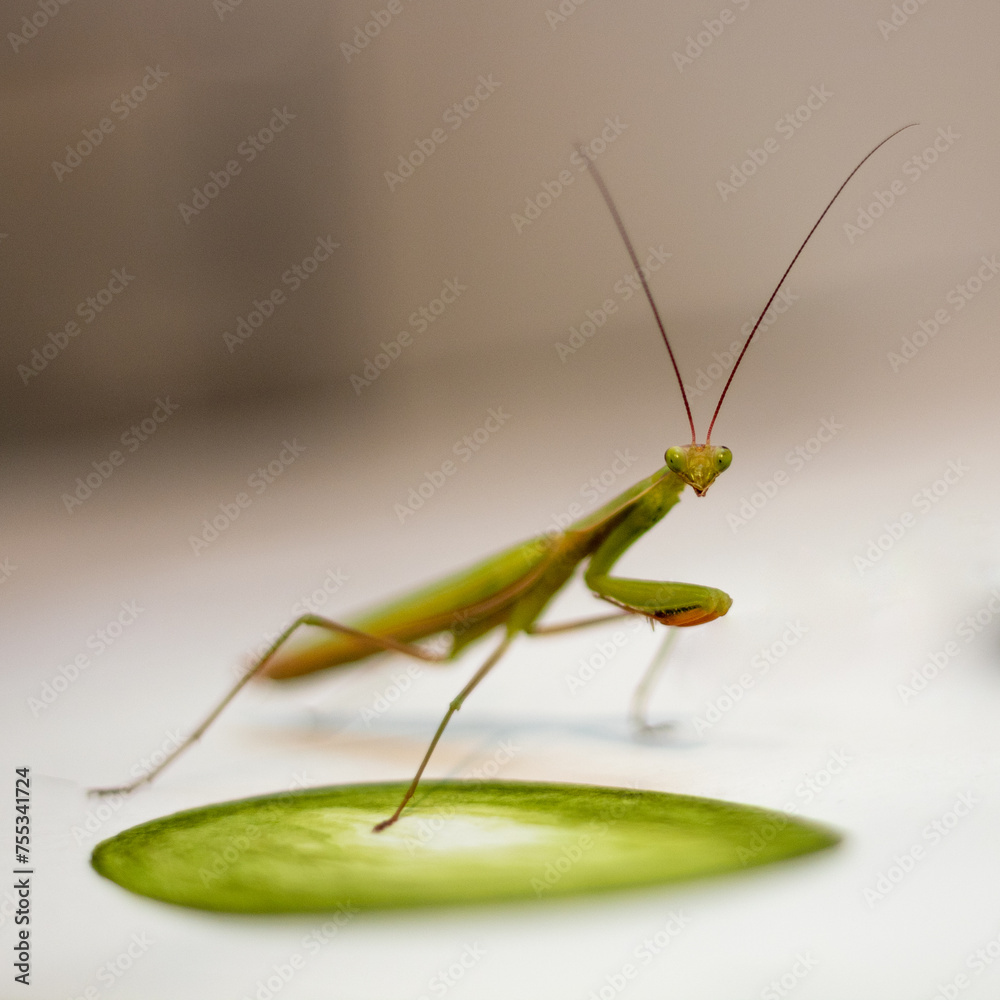 praying mantis isolated on white background praying mantis isolated on white background