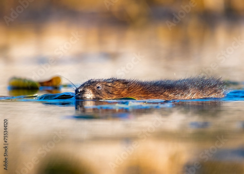 Photos Muskrat swimming with aquatic vegetation in golden evening light