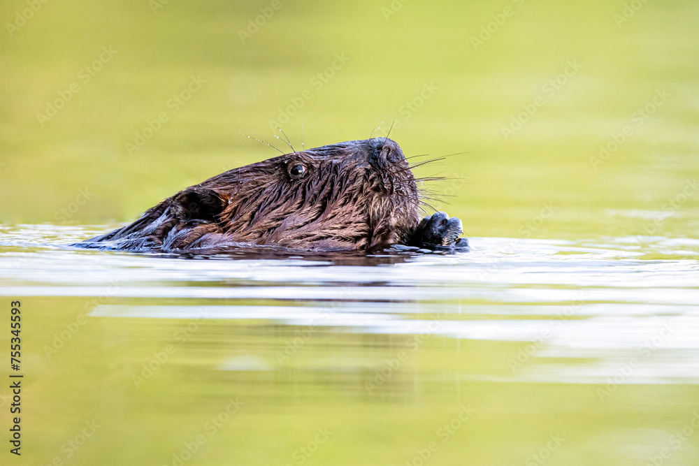 Fototapeta premium beaver in the green waters of a pond