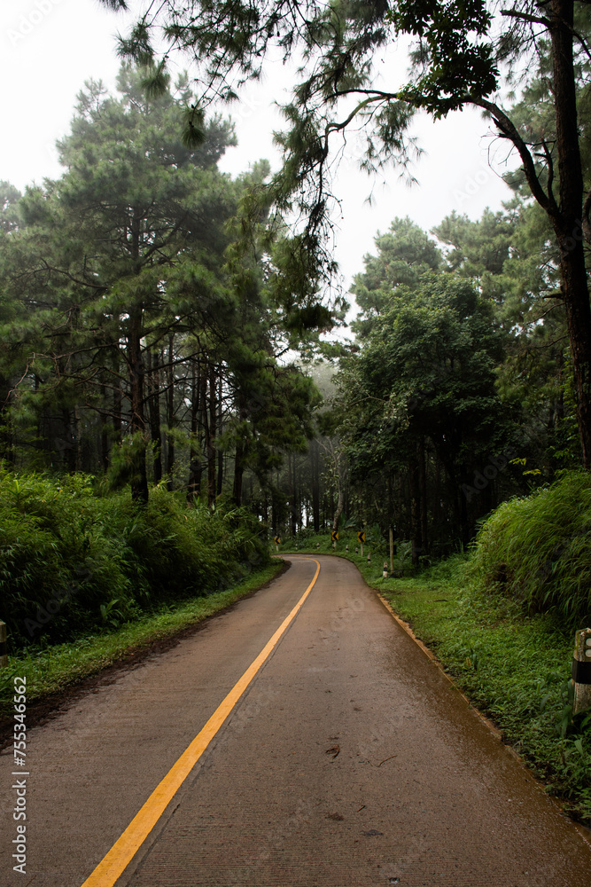 Obraz premium Trees and plants of Thailand's rainforest in the hazy weather, the woods are covered by fog, Chiangrai, Thailand