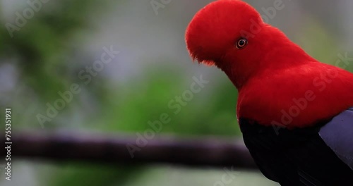 The Andean Cock-of-the-rock, known as 