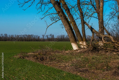 shelterbelt trees, with trunks painted at the bottom with white lime to protect them from being eaten by hares on a sunny day in early spring in the south of Russia photo