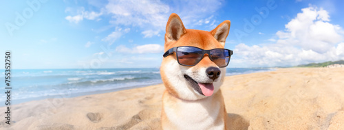 Shiba Inu wearing sunglasses standing on a beach in summer on a sunny day © shibadog