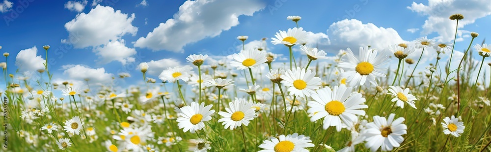 Banner, field of daisies on a background of blue sky with clouds