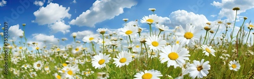 Banner, field of daisies on a background of blue sky with clouds