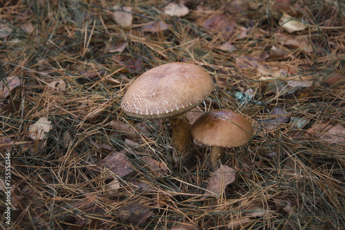 Leccinum mushrooms in dry grass and fallen leaves in the autumn forest photo
