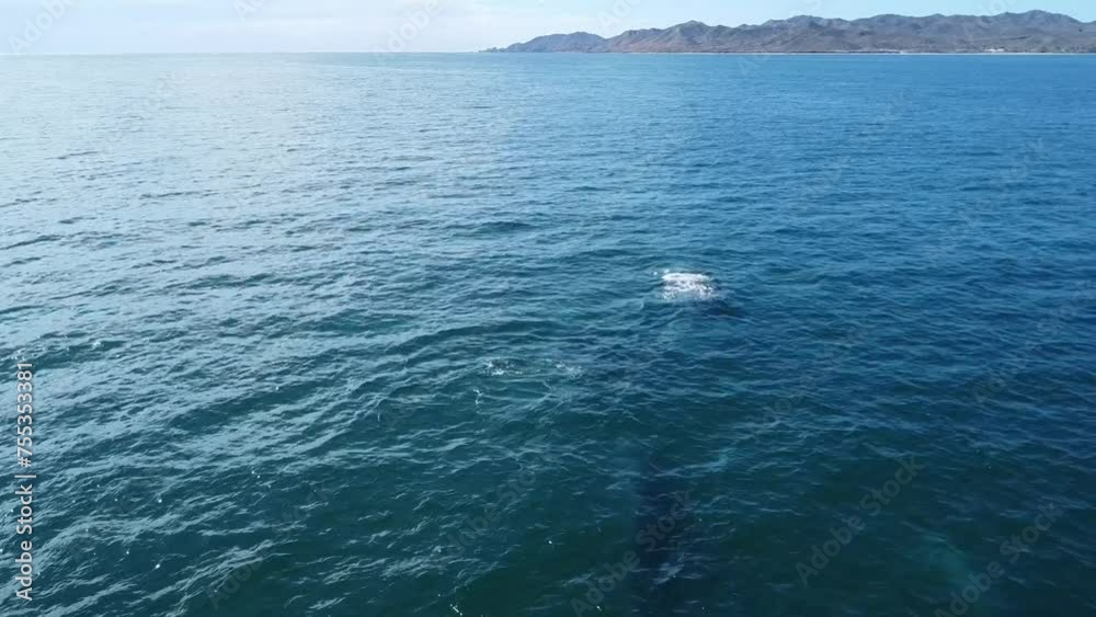 Grey whales swimming undersea along coast of Baja California Sur in Mexico. Aerial drone view Grey whales swimming undersea along coast of Baja California Sur in Mexico. Aerial drone view