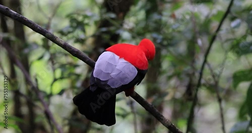 The Andean Cock-of-the-rock, known as 