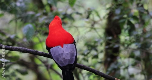 The Andean Cock-of-the-rock, known as 