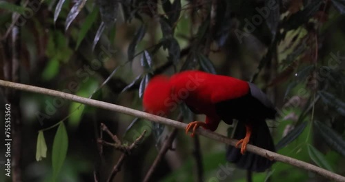 The Andean Cock-of-the-rock, known as 
