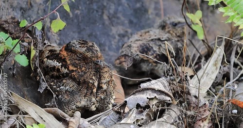 Aves de Colombia -  Chotacabras Lira Uropsalis lyra