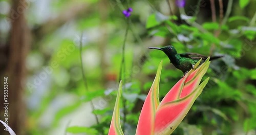 Aves de Colombia - Colibrí