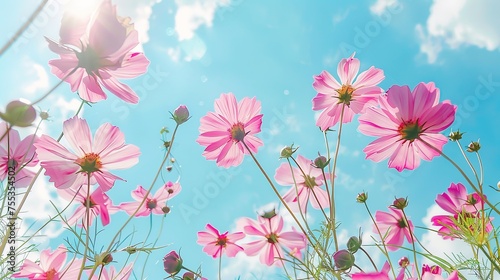 Low Angle View Of Pink cosmos Flowering Plants Against Blue Sky, generative ai © mangsi