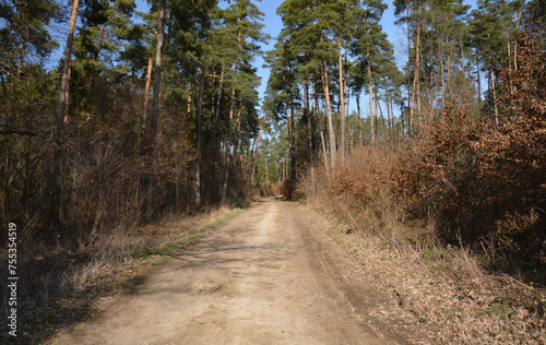 path in the woods