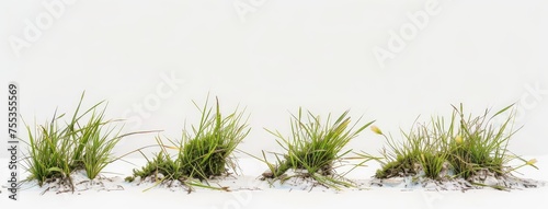 Minimalist Grass Clumps Isolated on Pure White