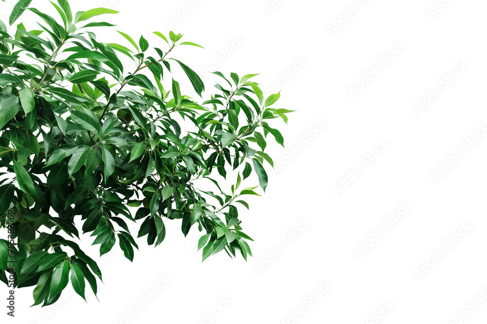 Mango tree branch, greenery tree branch foliage on transparent background - obrazy, fototapety, plakaty 