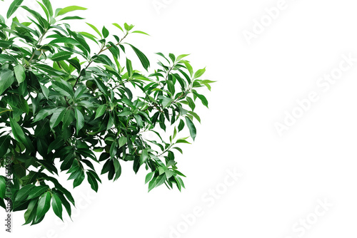Mango tree branch, greenery tree branch foliage on transparent background