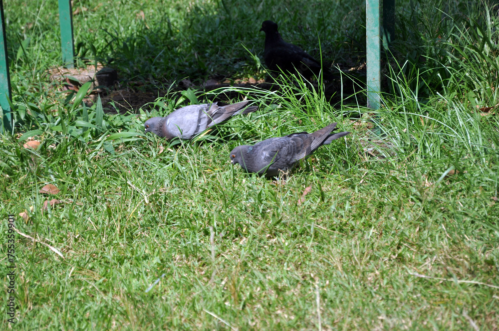 pigeons are looking for food pigeons are looking for food
