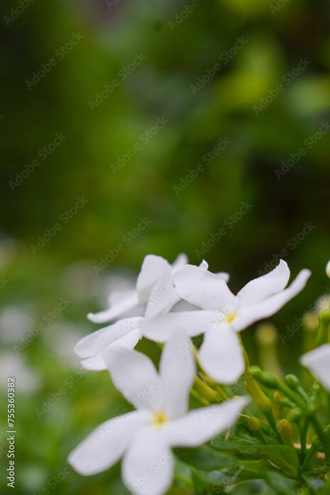 white flower close up white flower close up