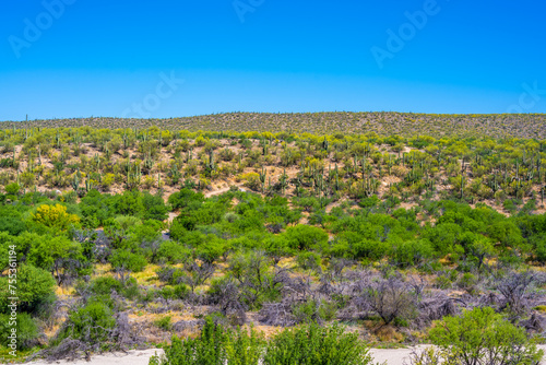 A long slender Saguaro Cactus in Tucson  Arizona