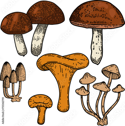 Hand drawn illustration of mushrooms. Design element for decoration. Vector illustration