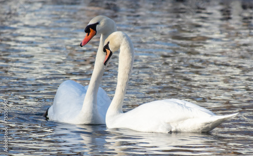 Two white swans on the lake