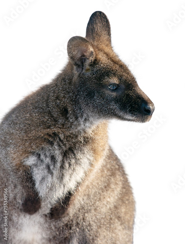 Portrait of a kangaroo isolated on a white background