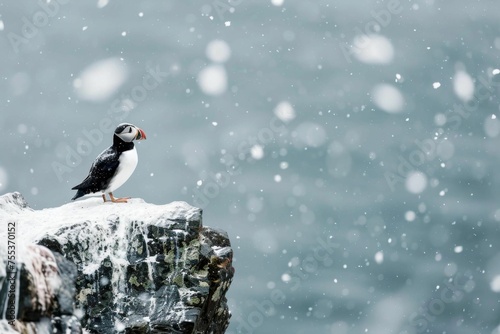 A solitary Atlantic puffin, bracing against the chilly sea breeze on a rocky, snow-dusted coastline