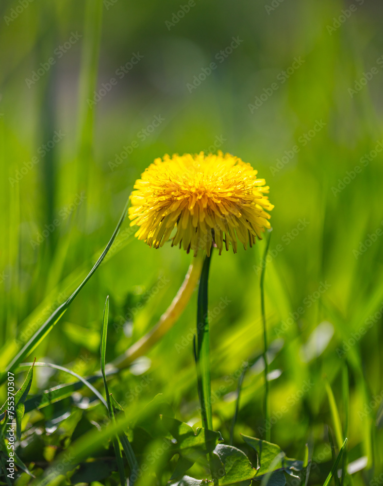 Yellow dandelion flowers in nature in spring