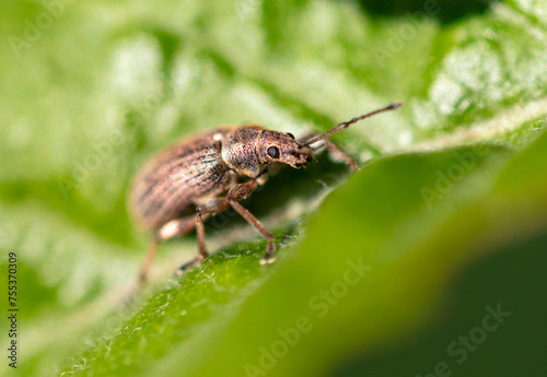 Beetle on a green leaf. Macro © schankz