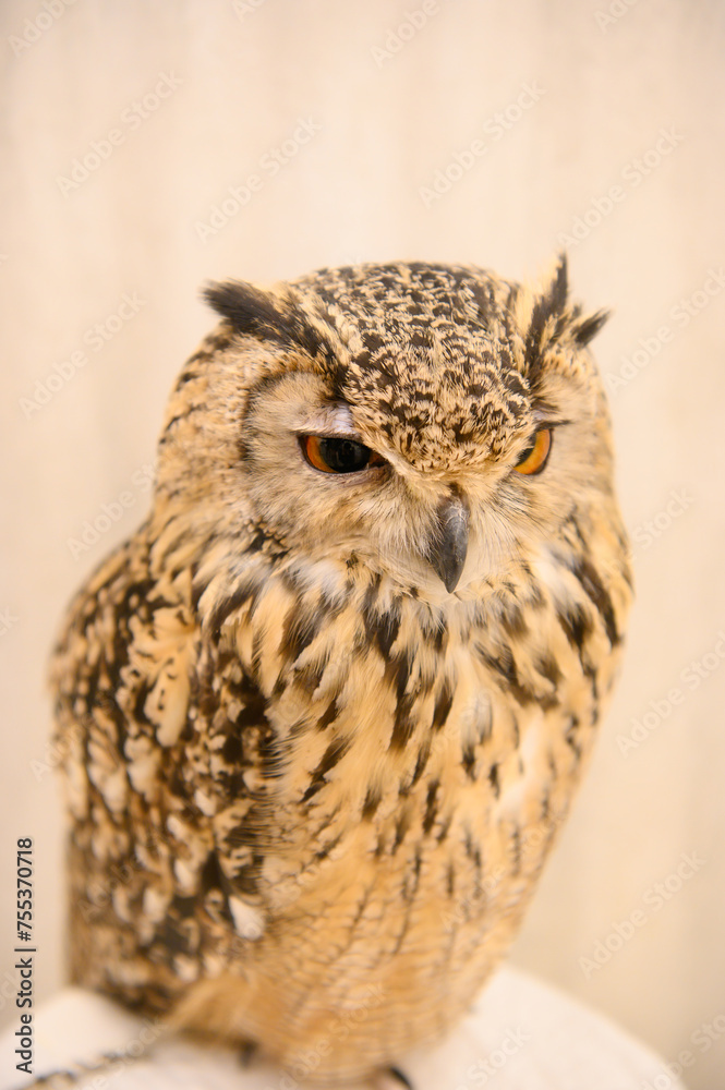 Fototapeta premium かわいいフクロウ