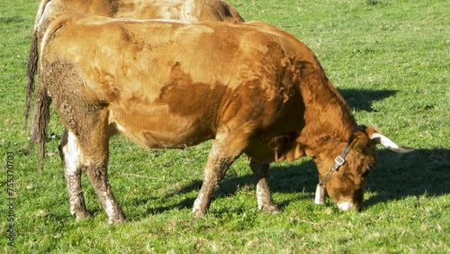 Rubia Gallega cow grazing in San Xoan de Rio, Ourense, Galicia photo